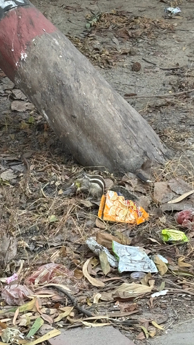 Five-striped Palm Squirrel