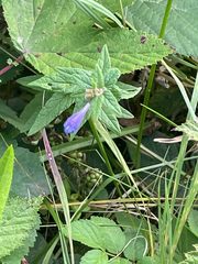 Scutellaria galericulata, photograph author not stated, no rights reserved