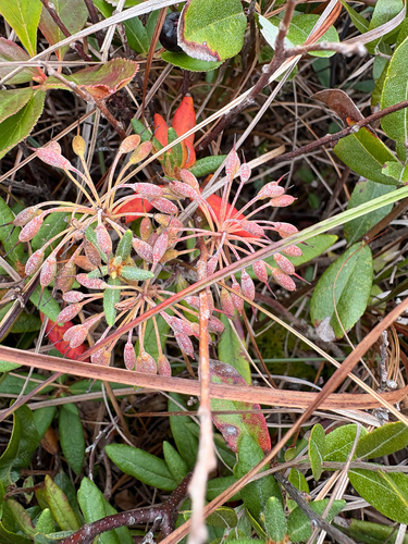 Bog Labrador Tea