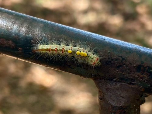 Rusty Tussock Moth