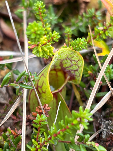 purple pitcher plant