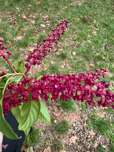 American pokeweed
