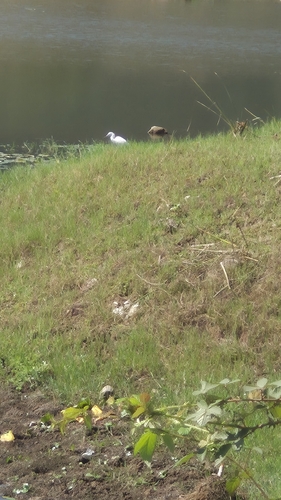 Little Egret