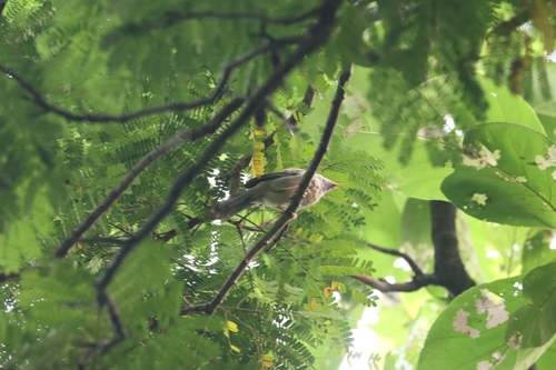 Jungle Babbler