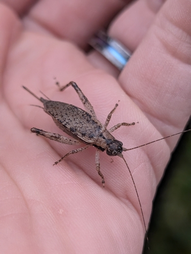 Jumping Bush Cricket
