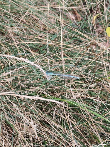 Blue Featherleg
