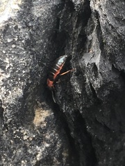 Endeodes collaris