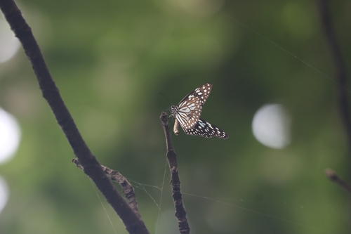 Blue Tiger