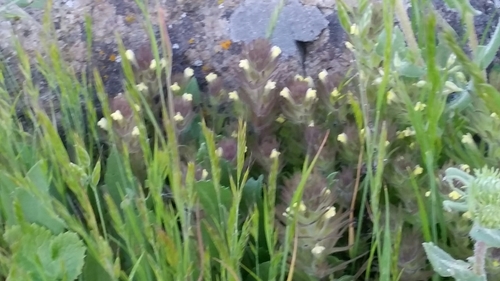 Image of Castilleja victoriae by no rights reserved
