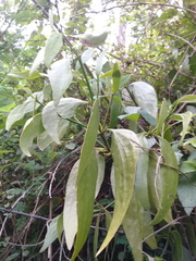 Dendrophthora clavata