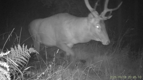 Red Deer