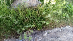 Castilleja victoriae