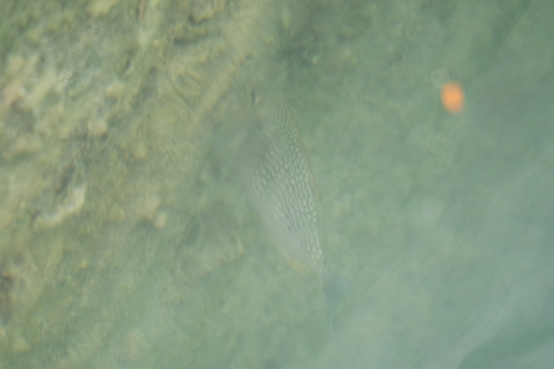 Siganus javus observed 2026-09-20