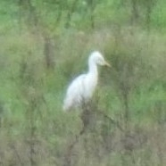 Western Cattle-Egret