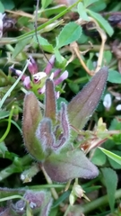 Castilleja victoriae