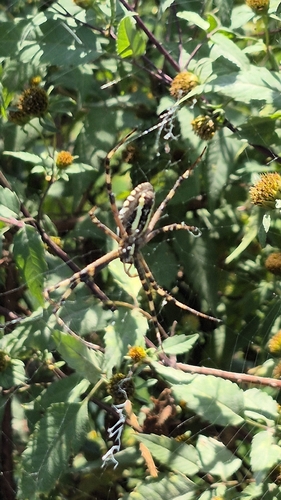 Wasp Spider