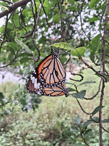 Common Tiger Butterfly