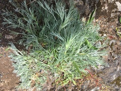 Artemisia campestris pacifica