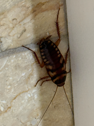 Australian Cockroach