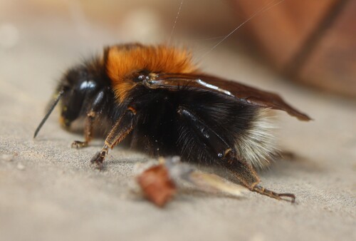 Tree Bumble Bee