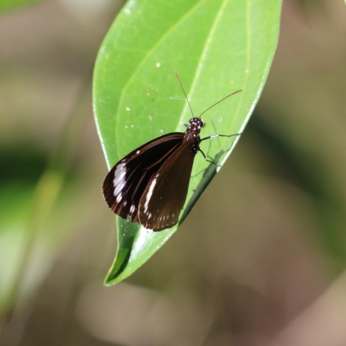 Purple Crow Butterfly