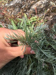Artemisia campestris pacifica