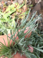 Artemisia campestris pacifica