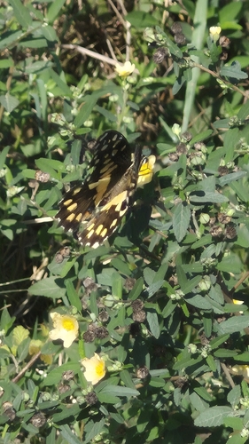 Lime Swallowtail
