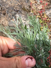 Artemisia campestris pacifica