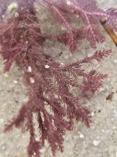 Jania rosea observed 2026-09-14