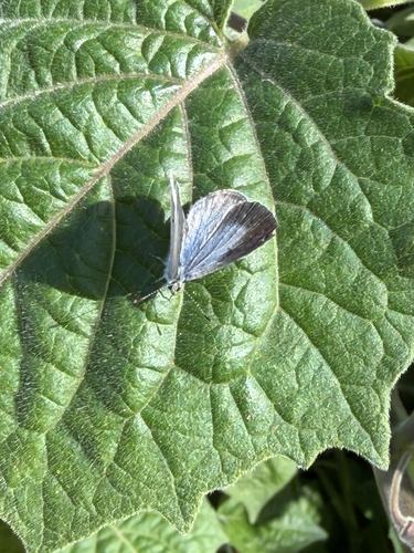 Holly Blue