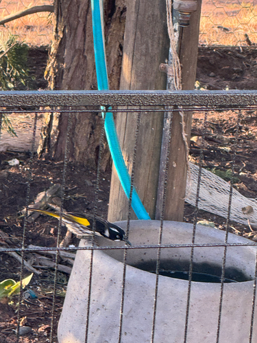 New Holland Honeyeater
