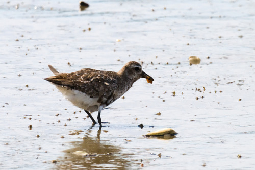 Black-bellied Plover