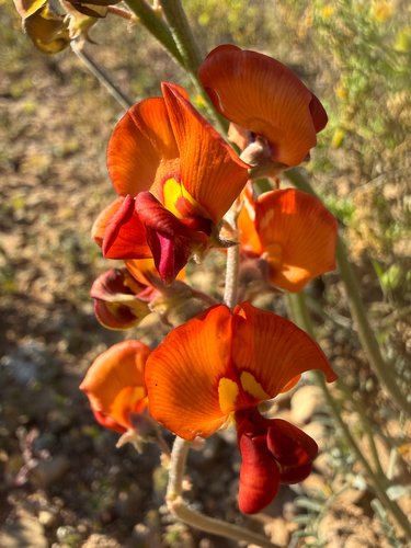 Swainsona stipularis, 2026-09-21