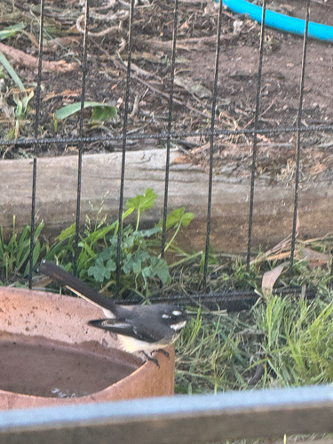 Grey Fantail