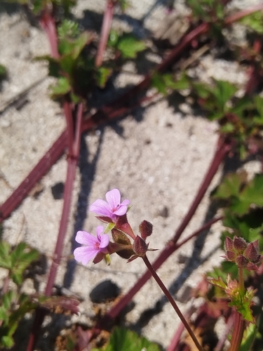 Pelargonium grossularioides, photograph 4