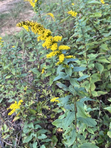 common wrinkle-leaved goldenrod