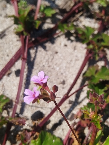 Pelargonium grossularioides, photograph 5
