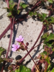 Pelargonium grossularioides, photograph (c) Jared Zachary Herman, some rights reserved (CC BY)