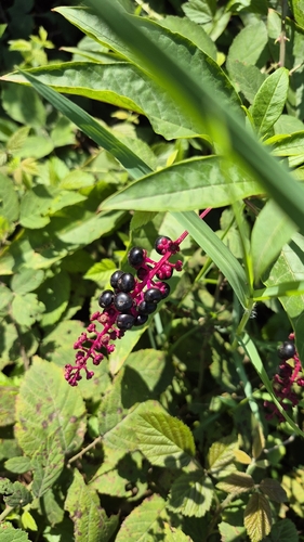 American pokeweed