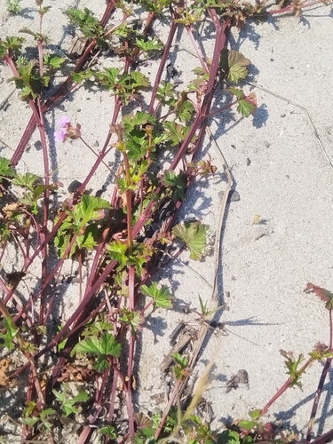 Pelargonium grossularioides, photograph 6