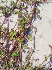 Pelargonium grossularioides, photograph (c) Jared Zachary Herman, some rights reserved (CC BY)