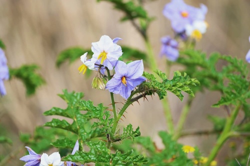 Solanum sisymbriifolium, photograph 3