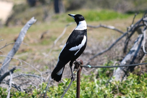 Australian Magpie