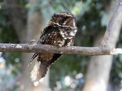 Yucatan Nightjar photo 3
