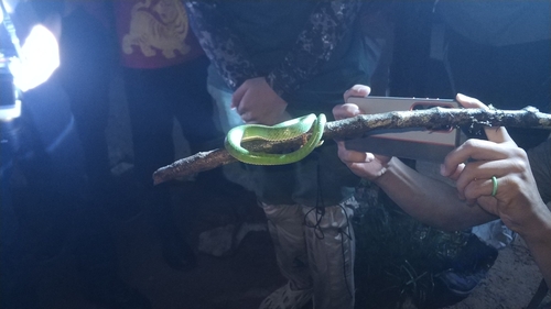 Tenasserim Green Pitviper