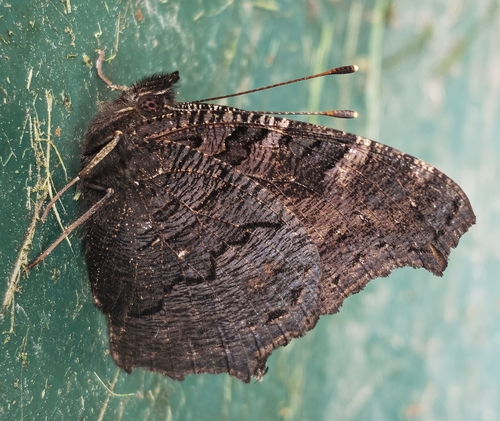 European Peacock Butterfly