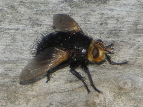 Yellow-faced Fly