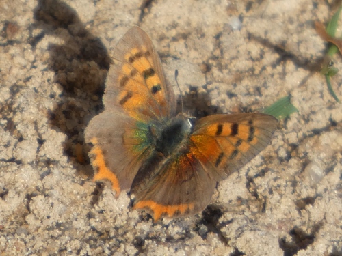Small Copper