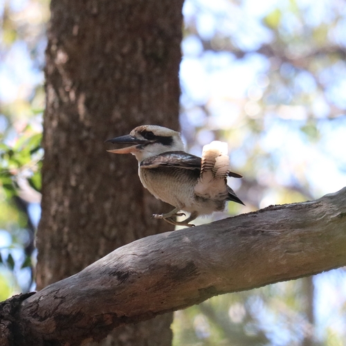Laughing Kookaburra